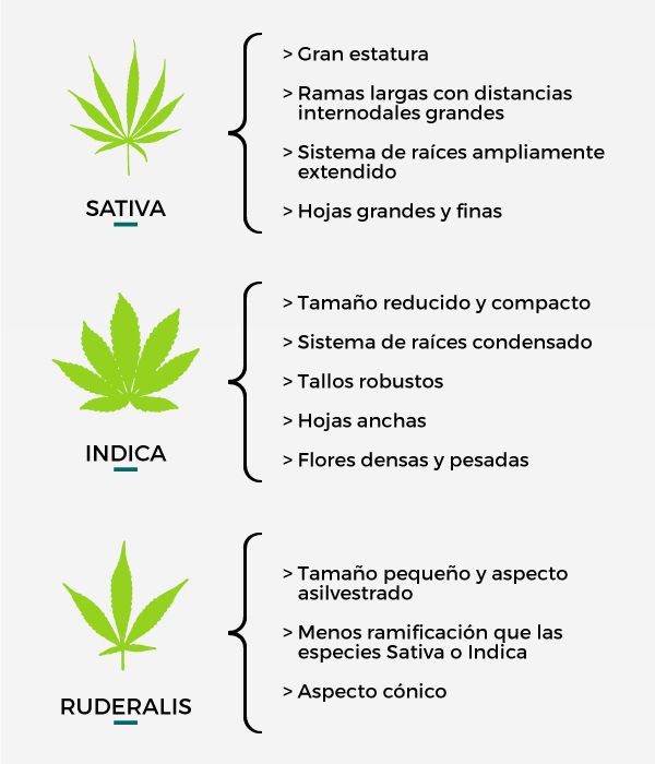 Tipos de Marihuana ⚡️Efectos y Características de Cultivo
