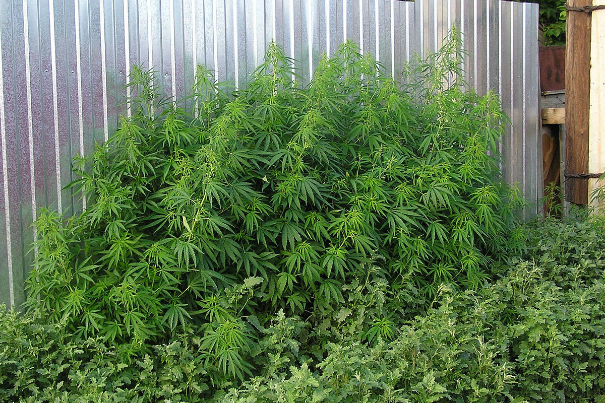 Plantas de autocultivo