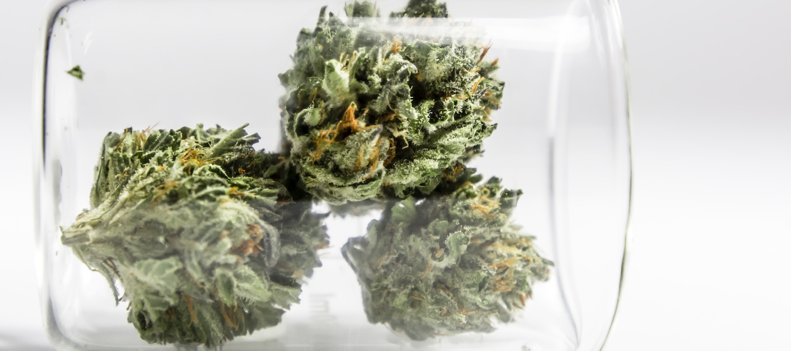 Cannabis en laboratorio