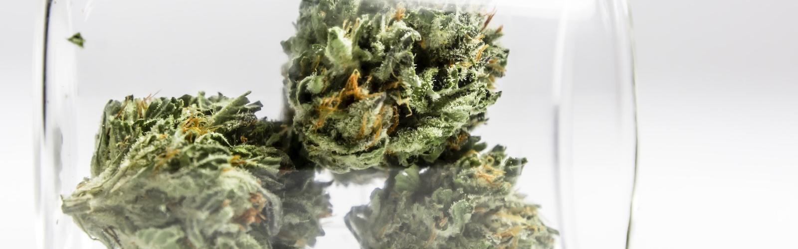 Is Vacuum-Sealing Your Weed Worth It or Is It More of an Urban Legend?