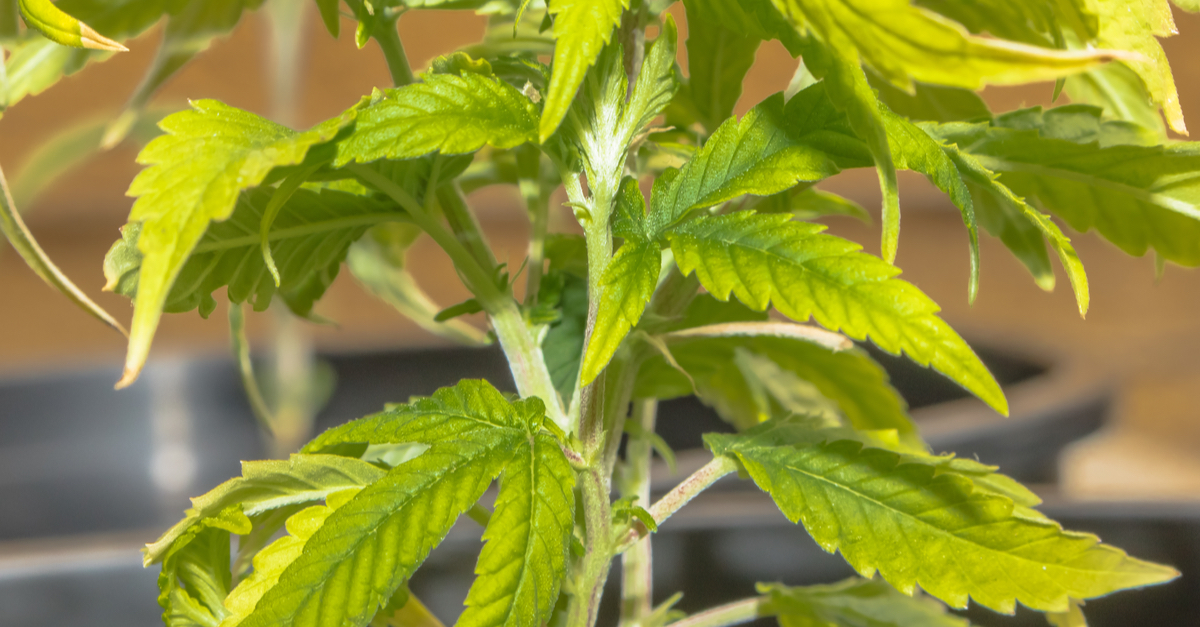 Comment arroser le cannabis en culture hydroponique?- Alchimia