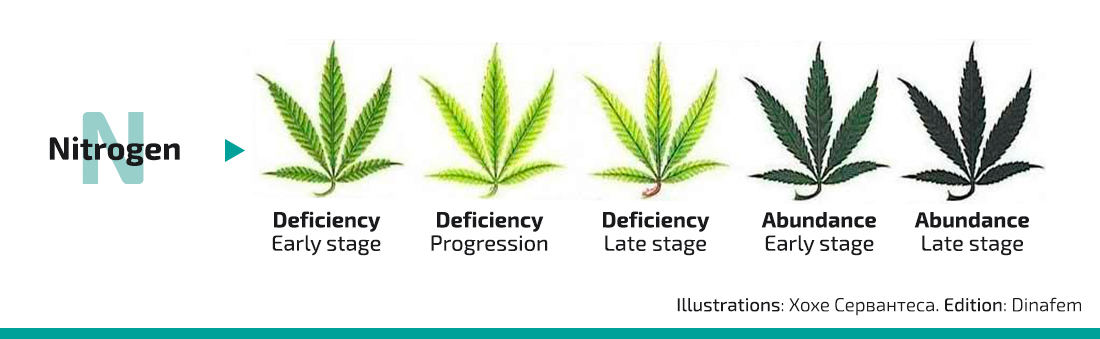 Cannabis Nutrient Deficiency Chart