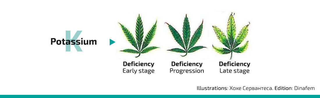 Marijuana Deficiency Chart