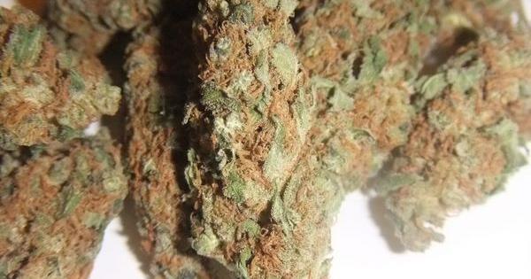 cata dinafem SweetDeepGrapefruit