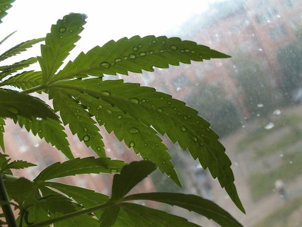 Chile Approves Bill Decriminalise Cannabis Cu
