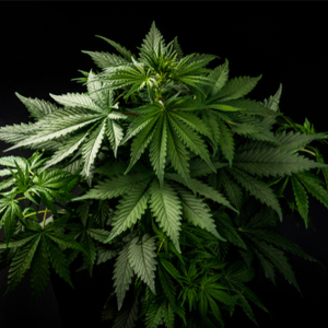 Vigore di planta madre di cannabis