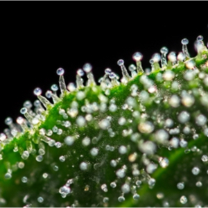Trichom Cannabis-Mutterpflanze