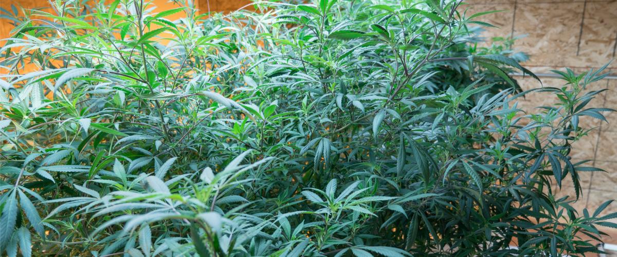 pianta madre di cannabis