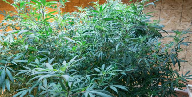 Cannabis-Mutterpflanze