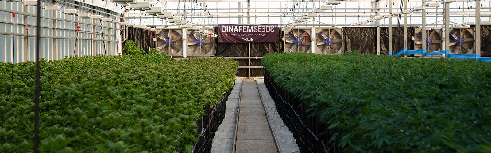 THCbd Greenhouses flowering