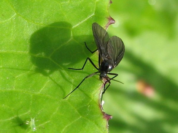 Comment lutter contre la mouche du terreau ?