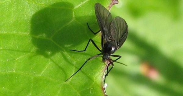 fight substrate flies