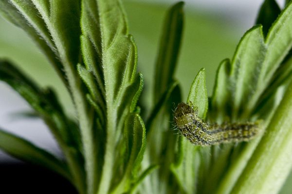 grow marijuana pest caterpillar