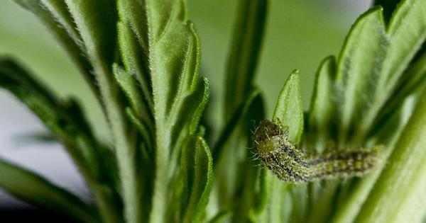 grow marijuana pest caterpillar
