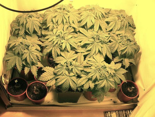 starting grow cannabis