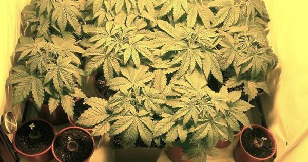 partenza coltivare cannabis