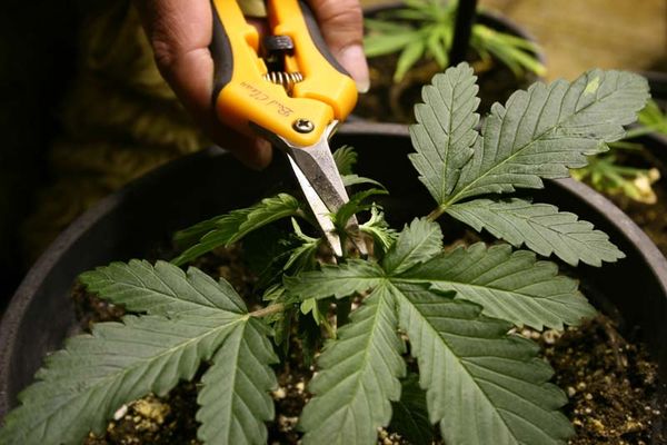 comment tailler le cannabis 