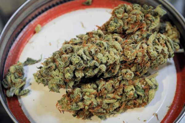 congress medical marihuana cannabis legalizat