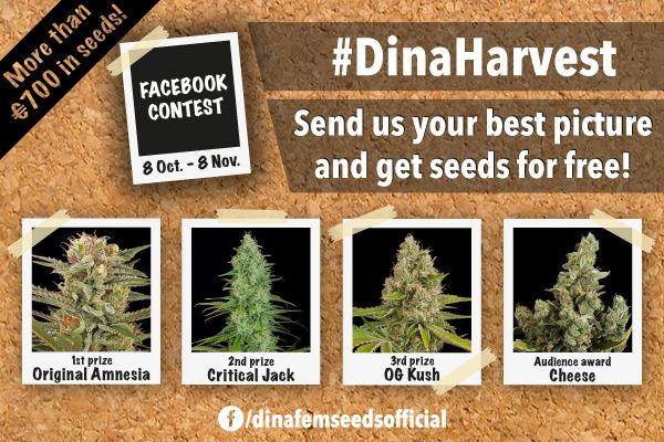 contest dinaharvest