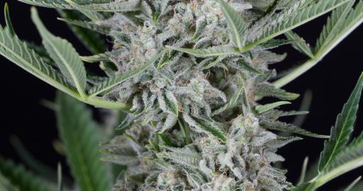 Cookies Autoflowering Auto — breeder photo
