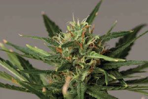 creaci n de nuevas l neas auto florecientes d