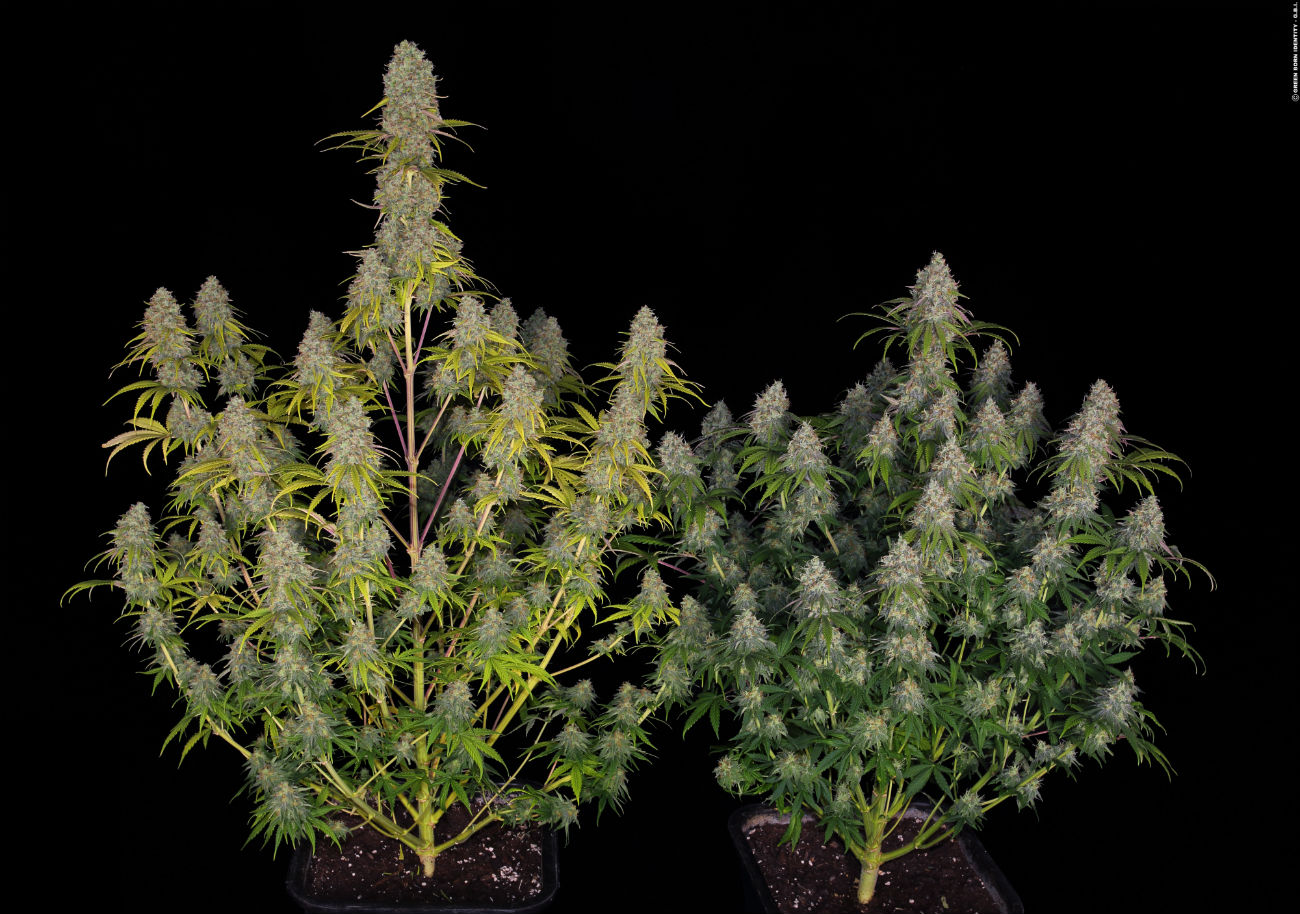 выращивание автоцветов марихуаны