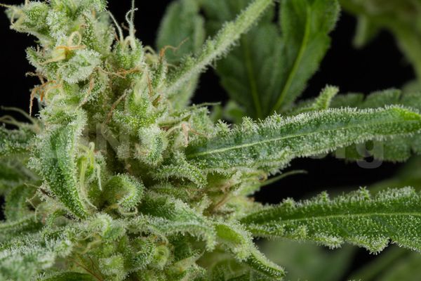 critical 20 autofloreciente