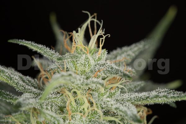 critical cheese autoflowring