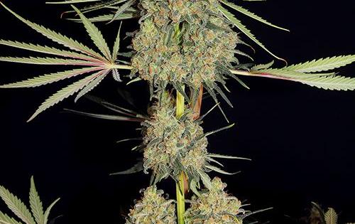 critical cheese grow marijuana indoor