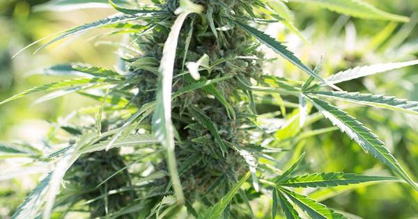 cultivateur medicinale marijuana cannabis cbd