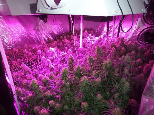 Come Sfruttare al Meglio le Luci a LED: 5 Consigli sulla Coltivazione LED  della Cannabis - RQS Blog