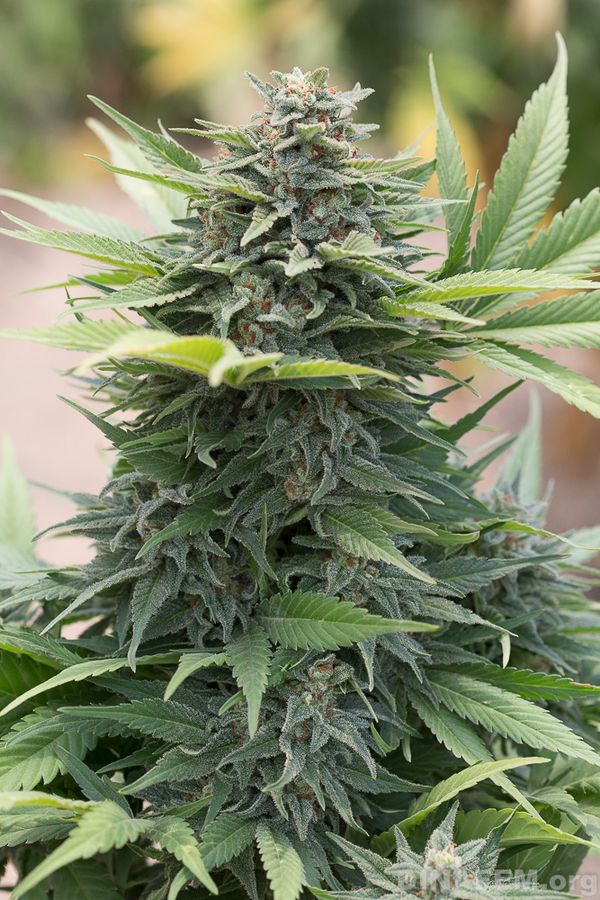 degustation industrial plant