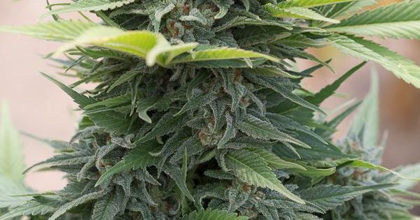 degustation industrial plant