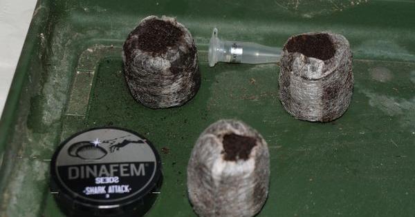 diario de un cultivador medicinal inexperto