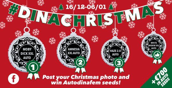 dinachristmas contest packs autodinafem seeds