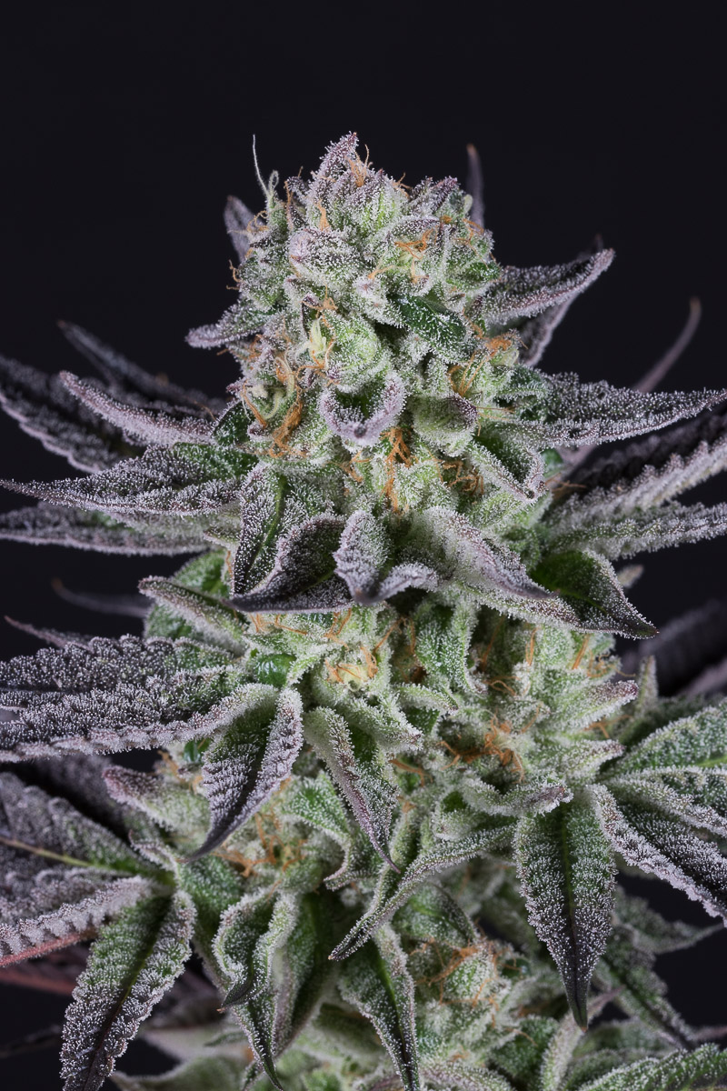 Blueberry Cookies Buy Blueberry Cookies Feminized Cannabis Seeds