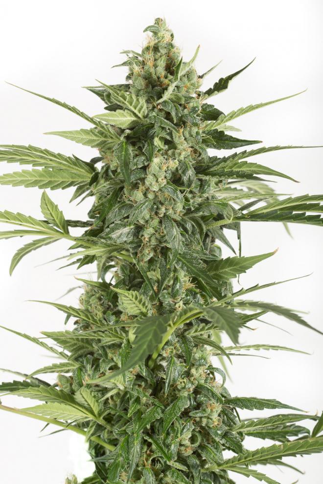 Blue Cheese Autoflowering Buy Blue Cheese Auto cannabis seeds