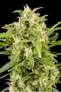 dinafem critical automatic autofleurissantes 