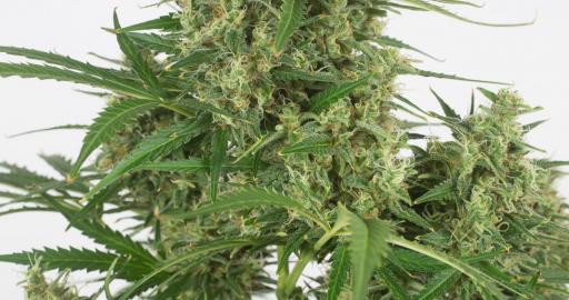 Critical + 2.0 Autoflowering Auto — breeder photo