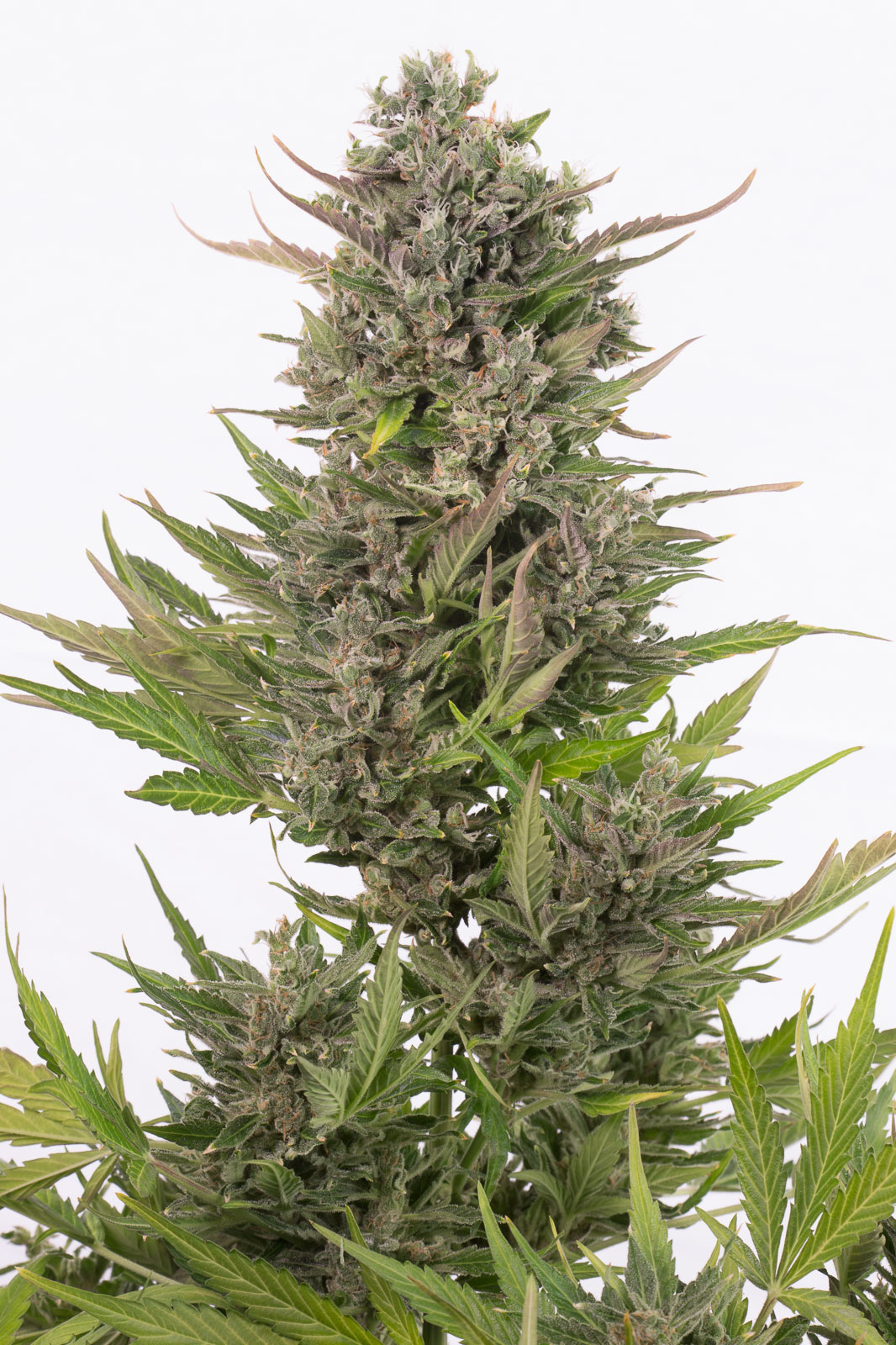 Critical + Autoflowering CBD Buy Critical + Auto CBD cannabis seeds
