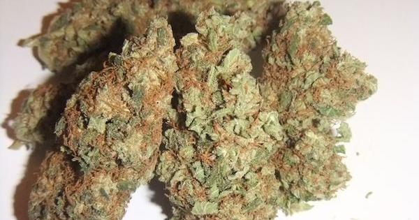 dinafem diesel smoke