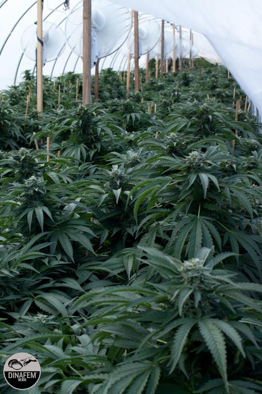 dinafem feminised strains