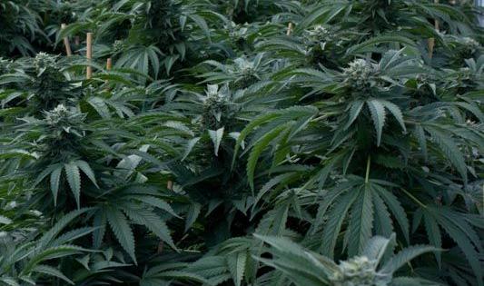 dinafem feminised strains