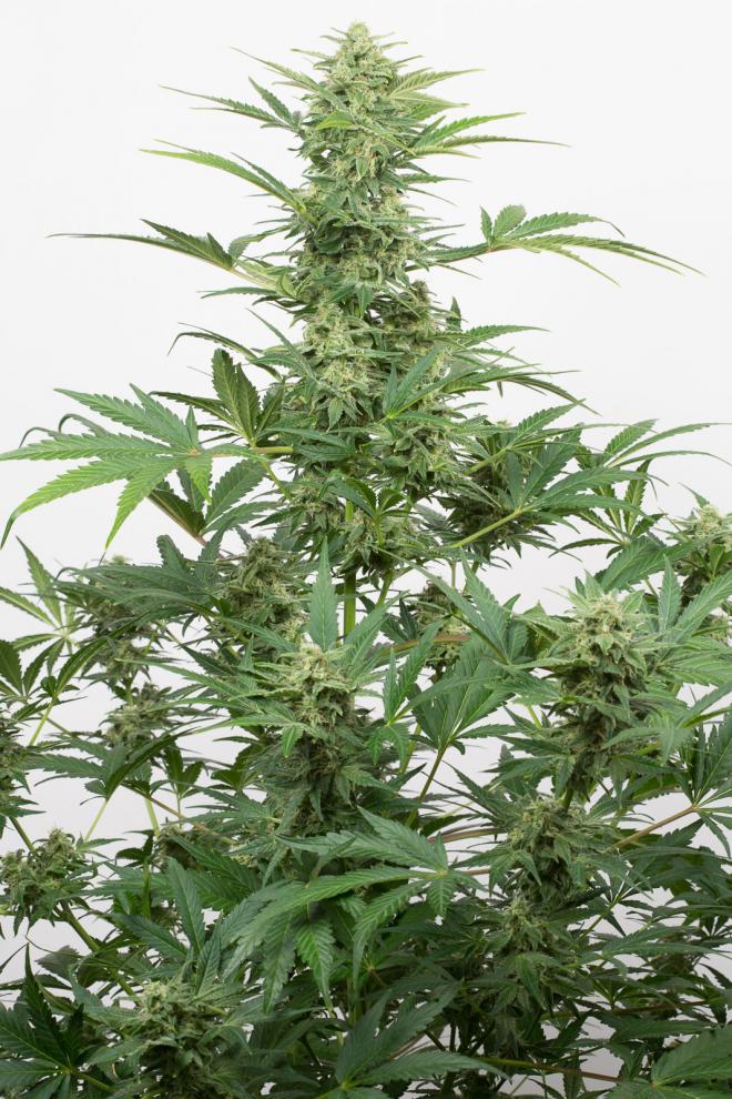 Industrial Plant Autoflowering-image