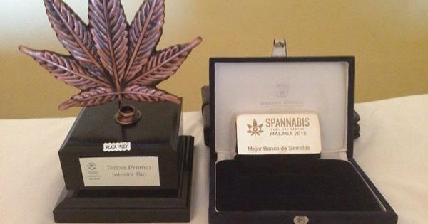 dinafem mejor banco semillas spannabis 2015