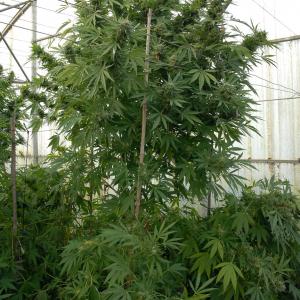 Moby Dick – Buy Moby Dick feminized cannabis seeds