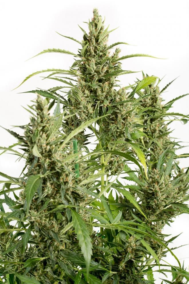 Original Amnesia Autoflowering-image
