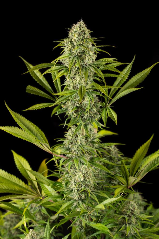 Royal Haze-image