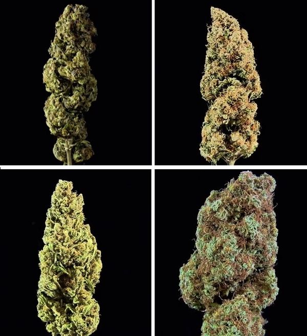 dinafem videos buds strain