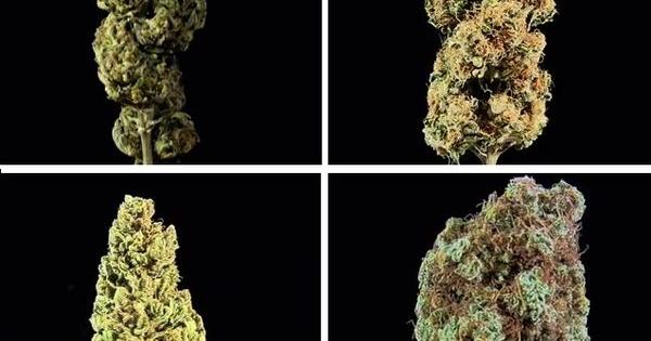 dinafem videos buds strain